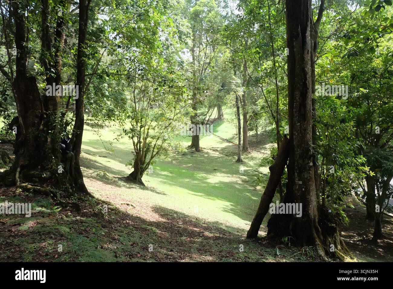 Lussureggiante foresta verde con la luce del sole che filtra tra gli alberi Foto Stock