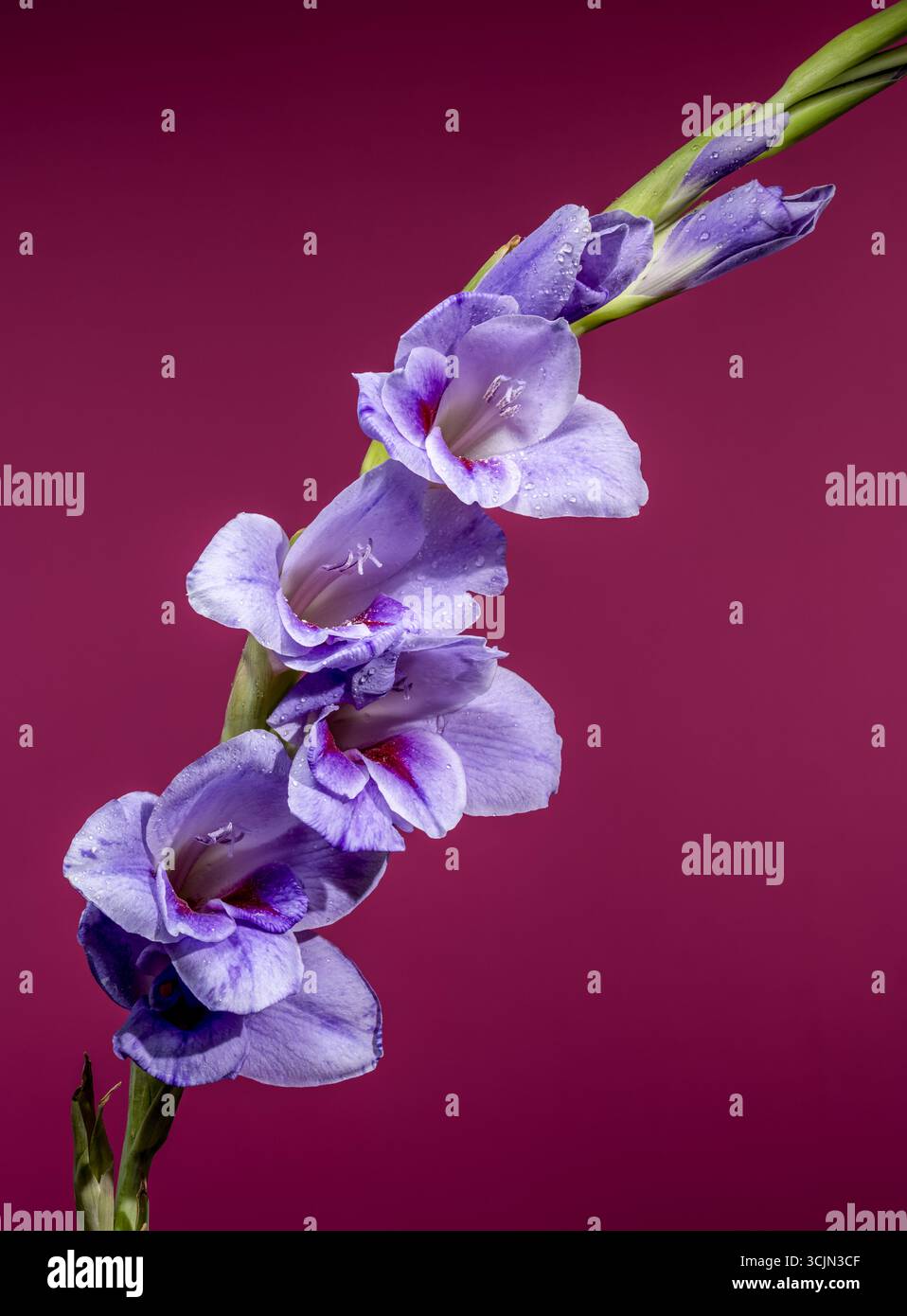 Fiore viola di gladiolus con gocce d'acqua sullo sfondo fucsia Foto Stock