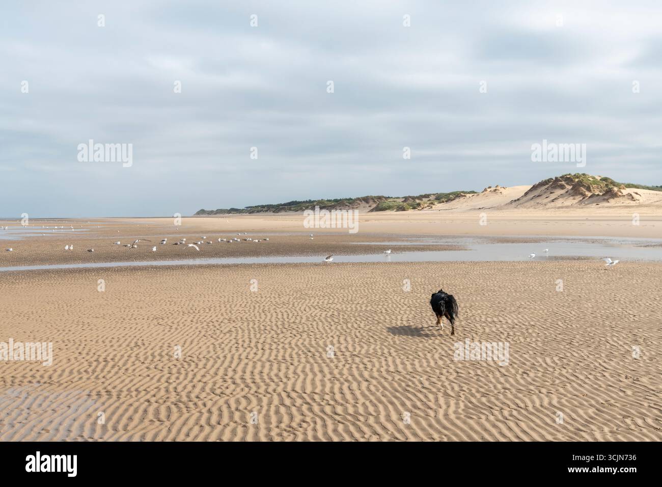 Cani che corrono sulla spiaggia di Formby Point, Merseyside, Inghilterra nordoccidentale Foto Stock