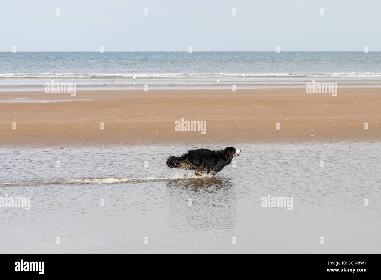 Confine che si gode di correre attraverso il mare a Formby Point, Merseyside, Inghilterra nord-occidentale Foto Stock