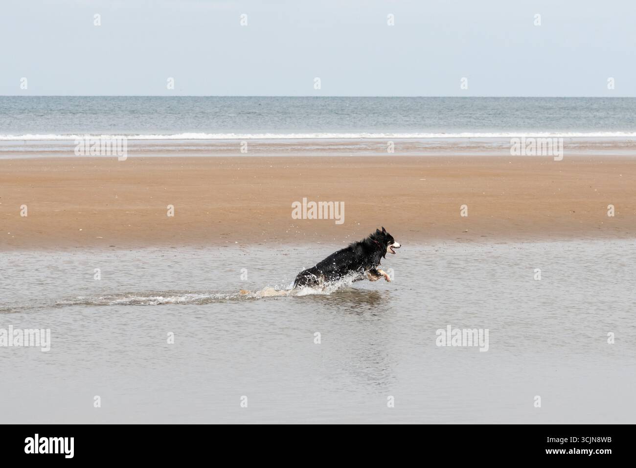 Confine che si gode di correre attraverso il mare a Formby Point, Merseyside, Inghilterra nord-occidentale Foto Stock