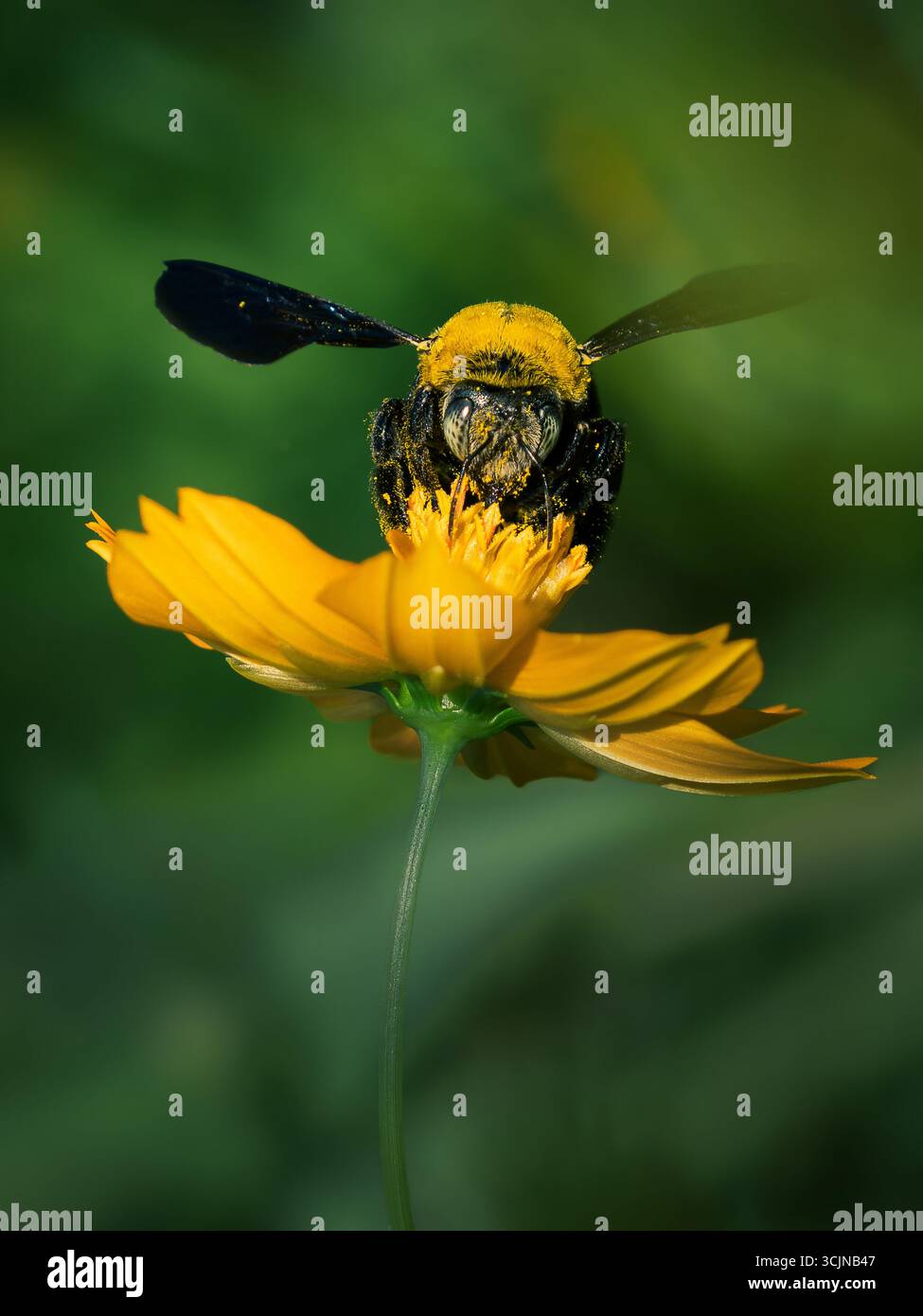 L'ape carpentiere ricoperta di polline si nutre di un fiore cosmo giallo brillante, primo piano dettagliato con una natura macro e un morbido sfondo verde. Foto Stock