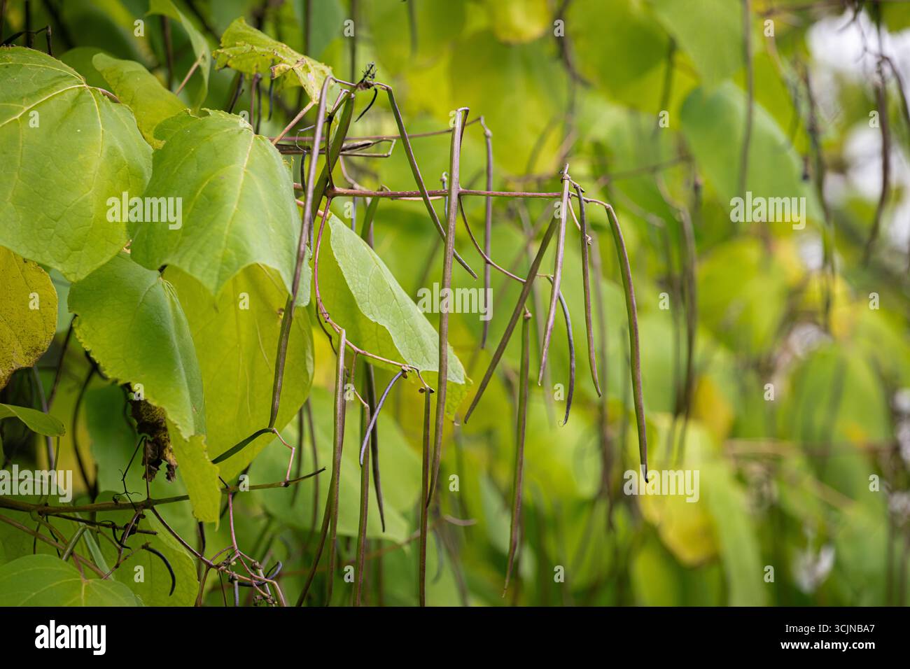 I lunghi e sottili baccelli di semi di un fagiolo indiano (Catalpa bignonioides) appesi tra le sue grandi foglie verdi in tarda estate. Foto Stock
