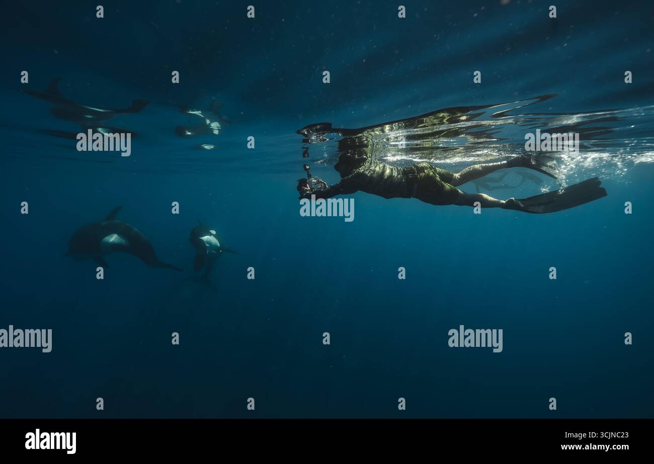 Vista di un nuotatore che scivola attraverso il mare blu profondo, catturando la grazia dei delfini in un momento di meraviglia acquatica, la Ventana, Baja California Sur, Messico. Foto Stock