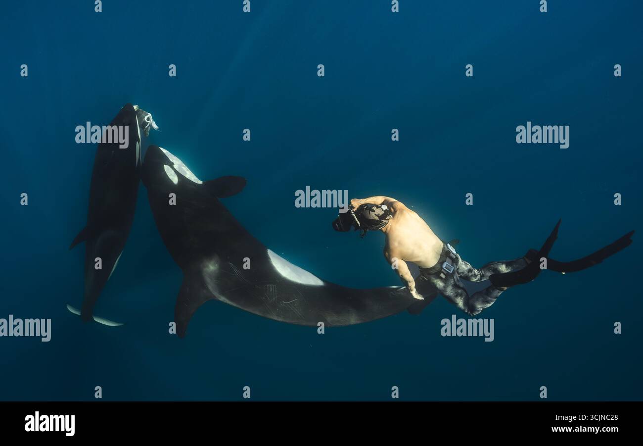 Vista di un subacqueo che interagisce con le orche nel mare blu profondo, una danza di giganti sotto i raggi del sole, un momento di connessione, la Ventana, Baja California Sur, Messico. Foto Stock