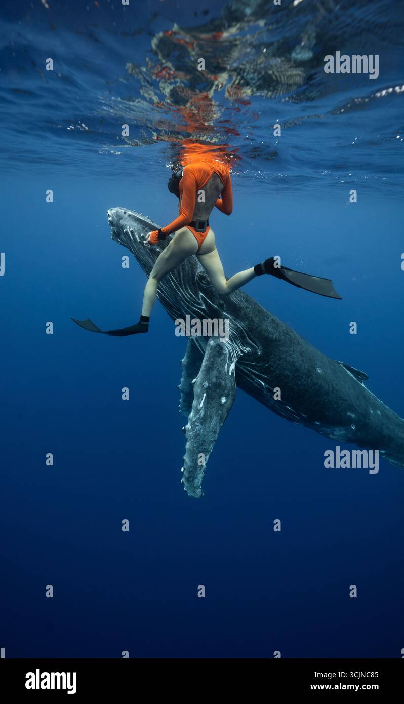 Vista di un cavaliere di balena seduto sulla cima di una megattere massiccia nel mare blu profondo, un incontro surreale e intimo, Moorea-Maiao, Windward Islands, p. Foto Stock
