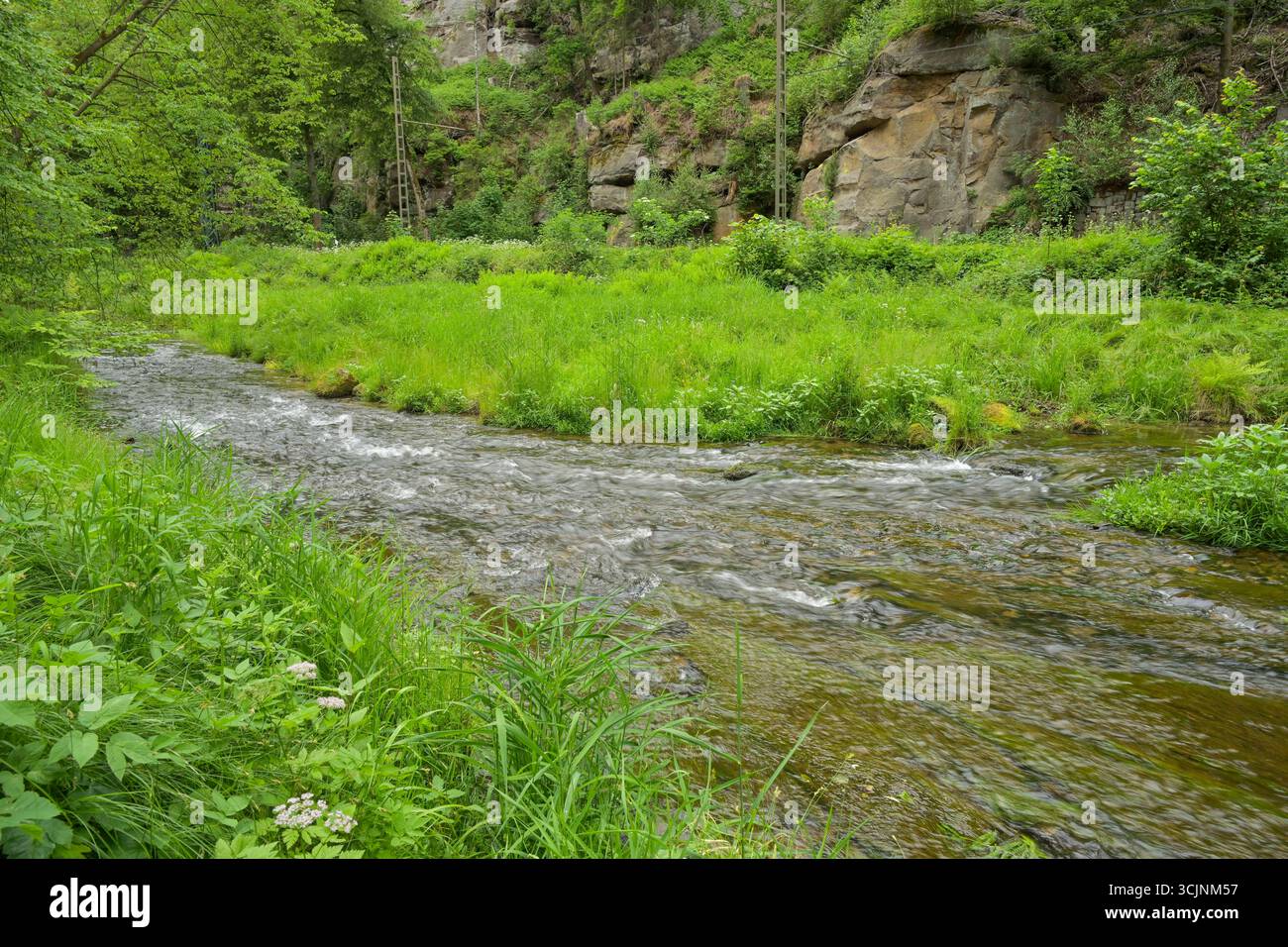 Fluss Kirnitzsch, Kirnitzschtal, Landkreis Sächsische Schweiz-Osterzgebirge, Sachsen, Deutschland *** fiume Kirnitzsch, Kirnitzschtal, distretto della Svizzera sassone Osterzgebirge, Sassonia, Germania Foto Stock