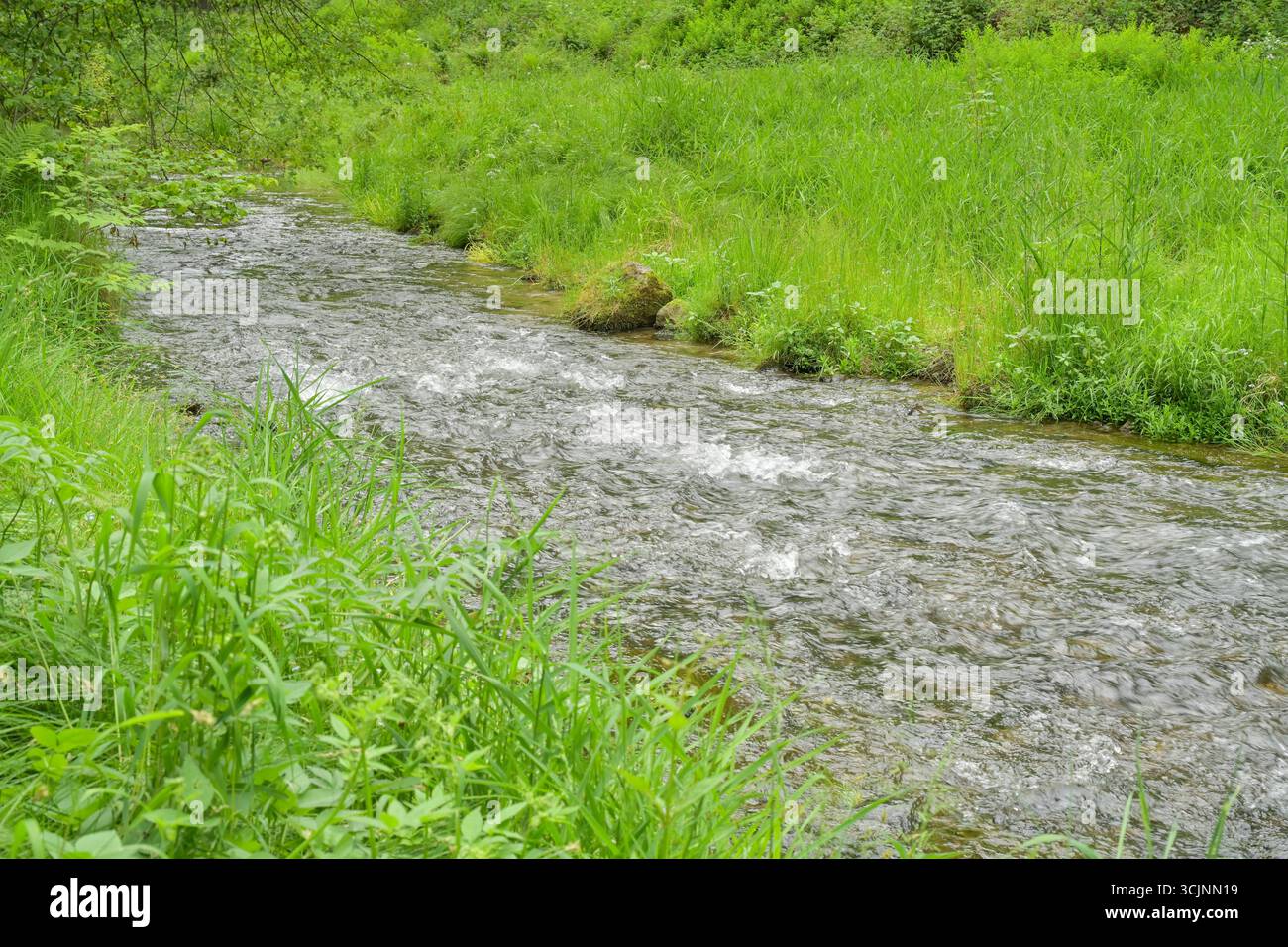 Fluss Kirnitzsch, Kirnitzschtal, Landkreis Sächsische Schweiz-Osterzgebirge, Sachsen, Deutschland *** fiume Kirnitzsch, Kirnitzschtal, distretto della Svizzera sassone Osterzgebirge, Sassonia, Germania Foto Stock