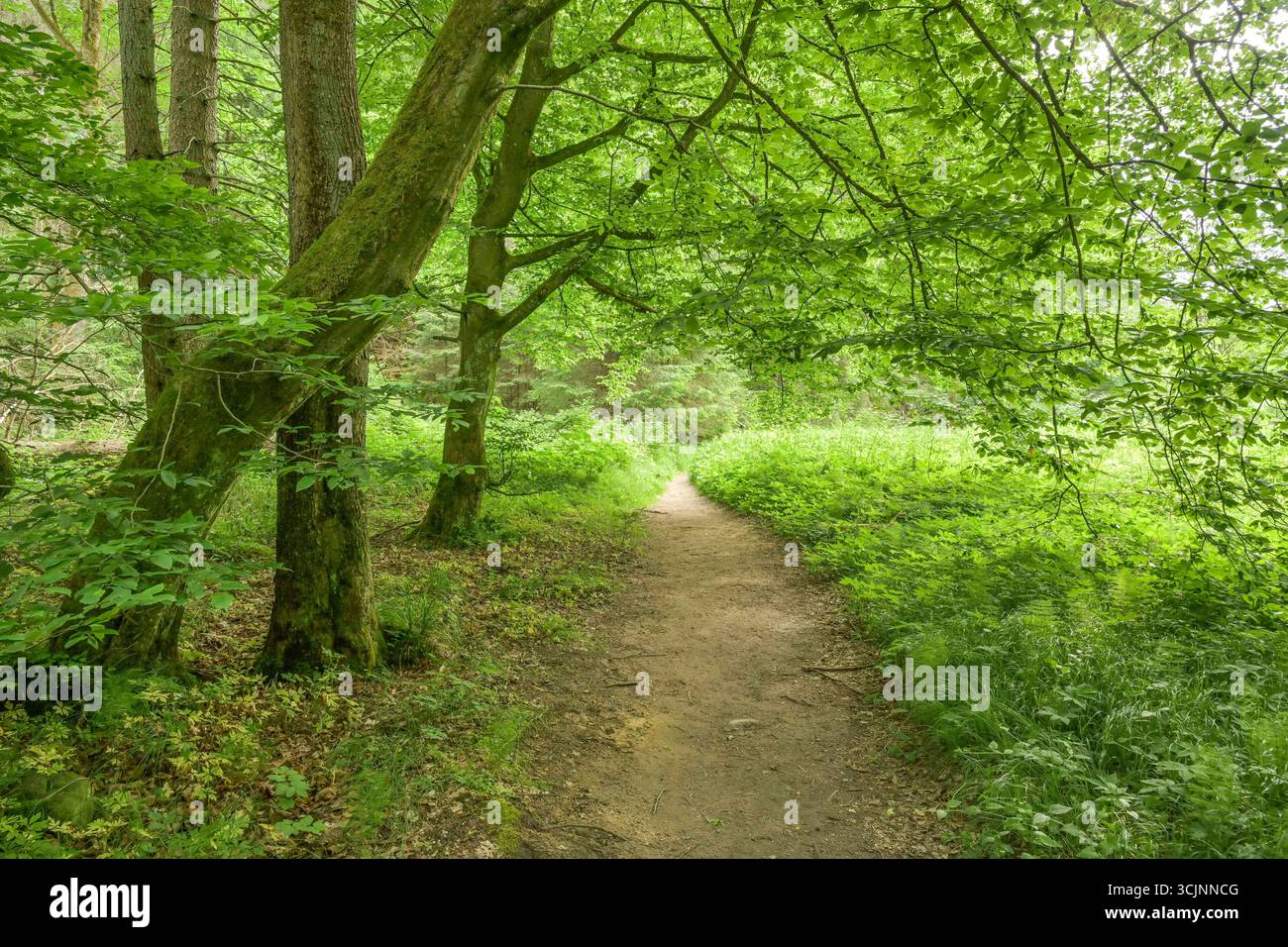 Wanderweg, Kirnitzschtal, Landkreis Sächsische Schweiz-Osterzgebirge, Sachsen, Deutschland *** sentiero escursionistico, Kirnitzschtal, Svizzera sassone distretto di Osterzgebirge, Sassonia, Germania Foto Stock