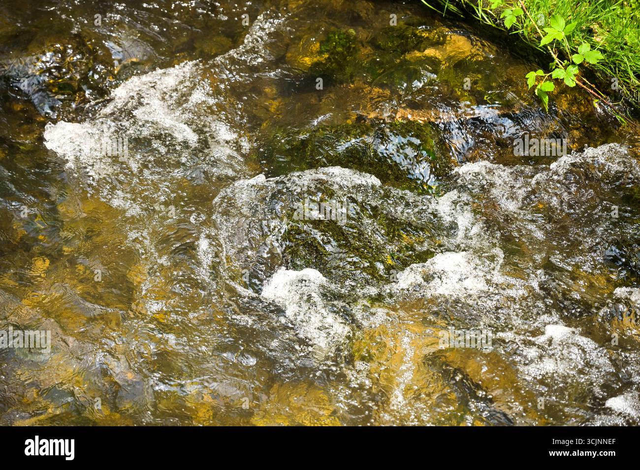 Fluss Kirnitzsch, Kirnitzschtal, Landkreis Sächsische Schweiz-Osterzgebirge, Sachsen, Deutschland *** fiume Kirnitzsch, Kirnitzschtal, distretto della Svizzera sassone Osterzgebirge, Sassonia, Germania Foto Stock