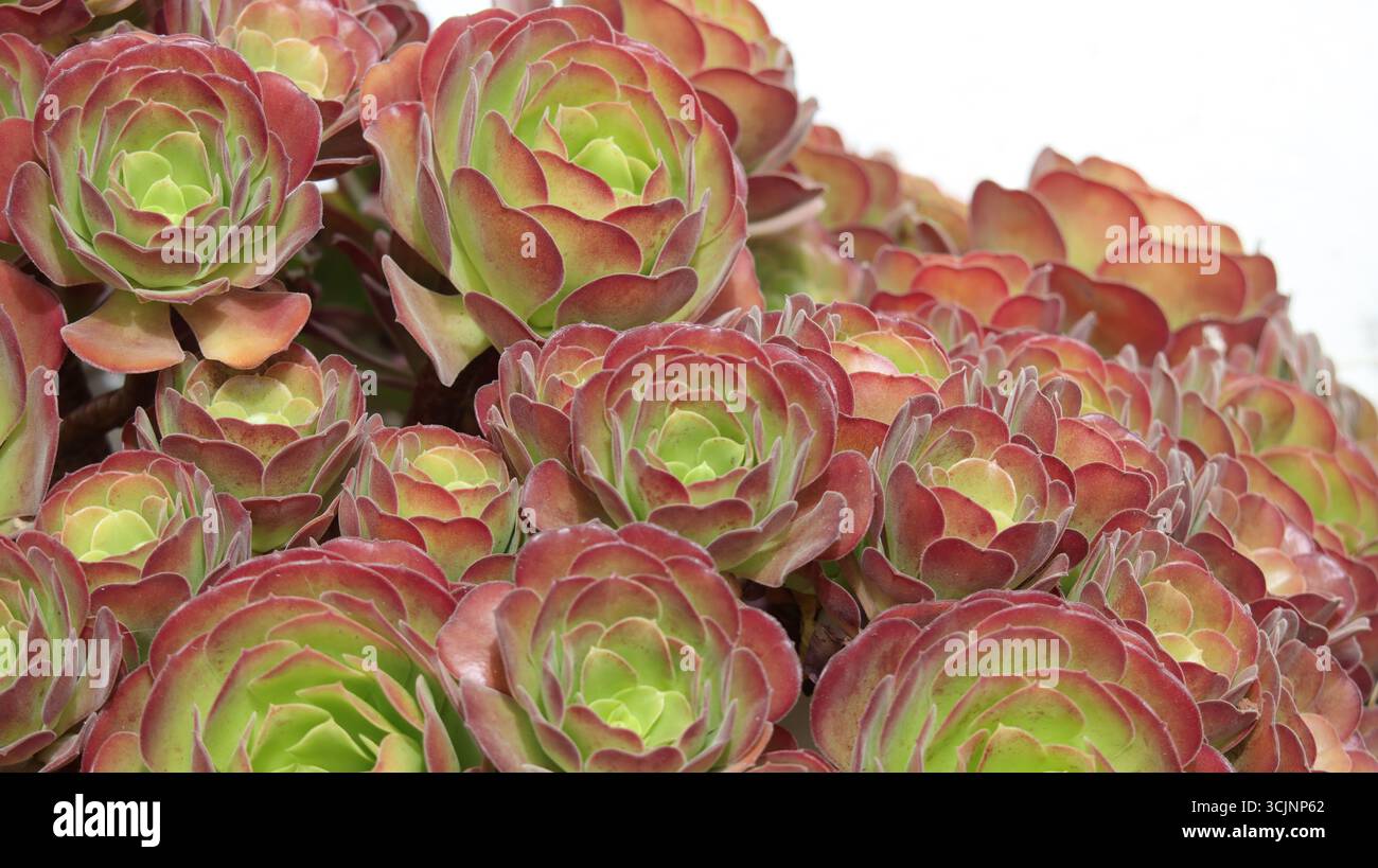 Primo piano di un bejeque, una pianta delle Isole Canarie della succulenta famiglia. Sfondo texture naturale. Foto Stock