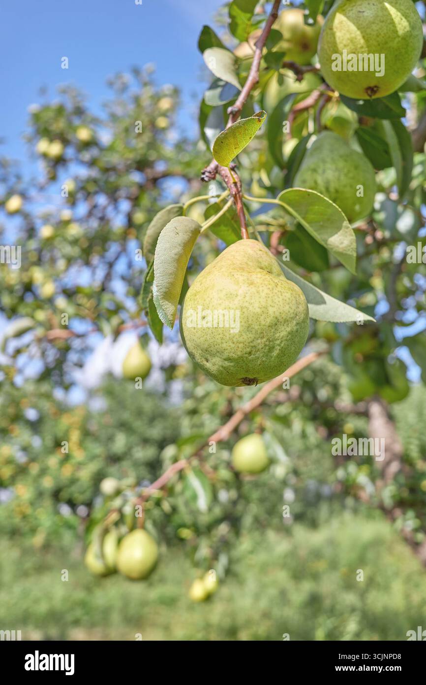 Pere mature su un albero, fuoco selettivo. Foto Stock