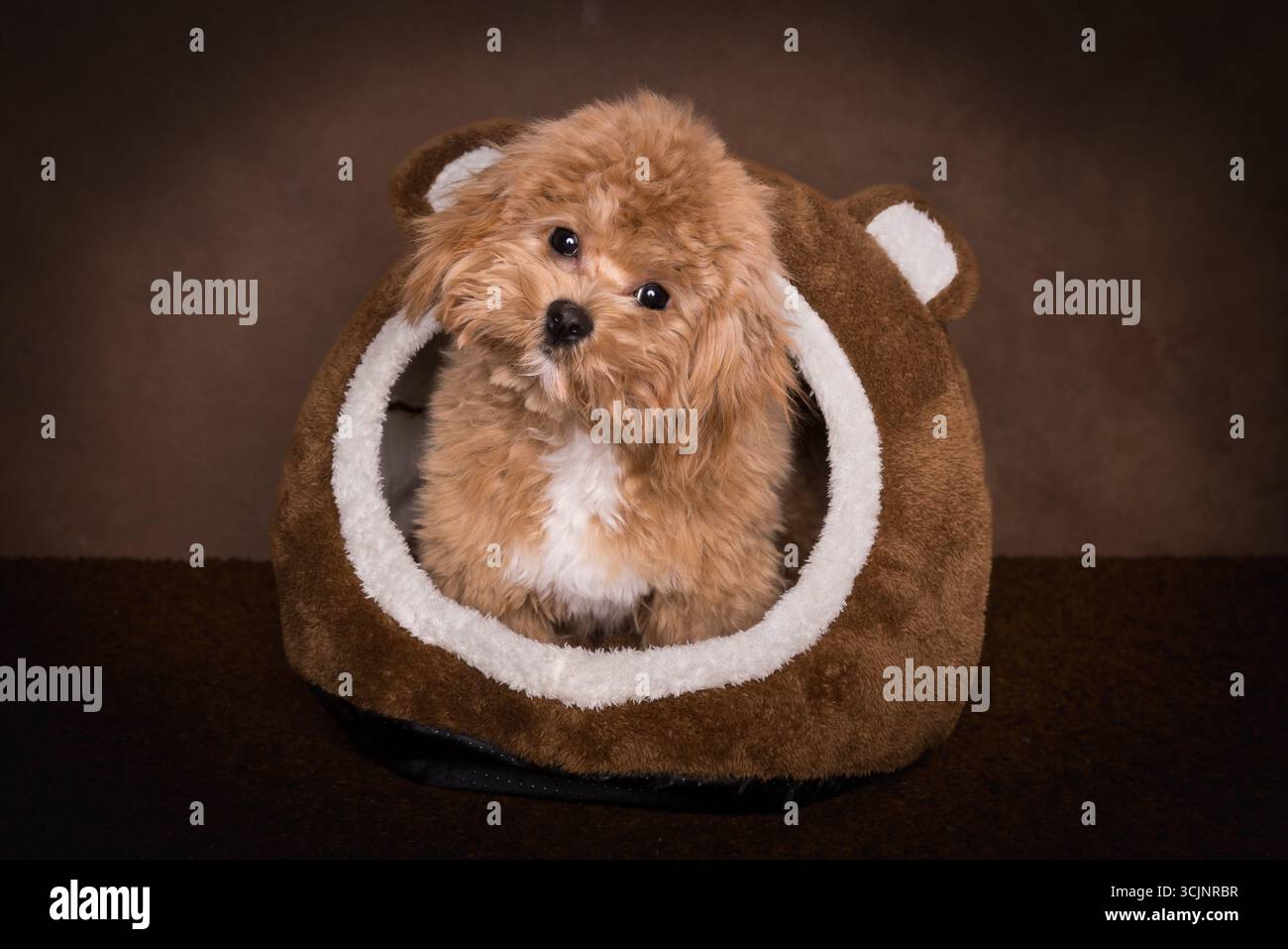 Questo è un vero cucciolo di Maltipoo di 8 mesi. Sua madre era un barboncino rosso e suo padre un mini maltese bianco. Foto Stock