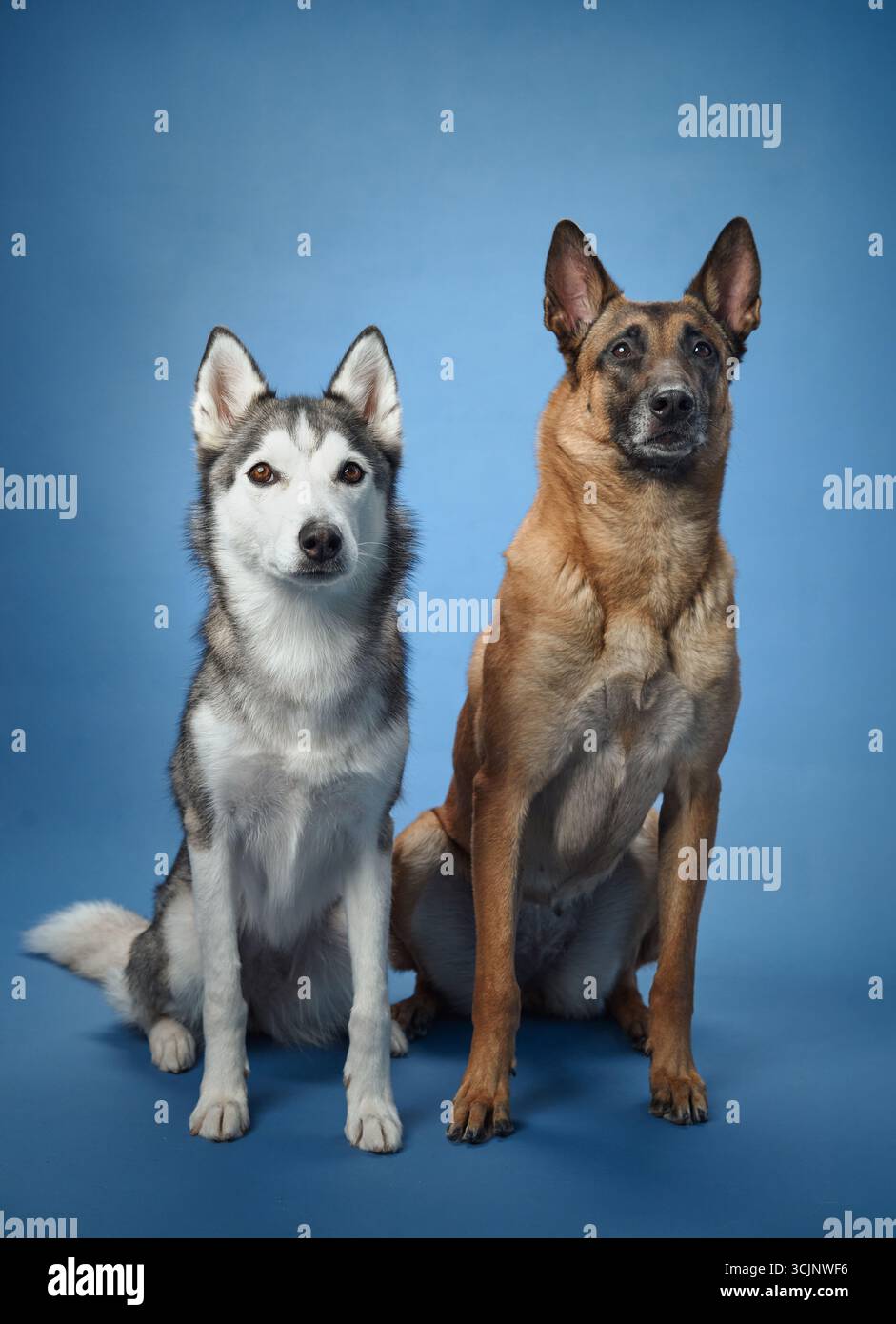 Un paio di Huskies siberiani seduti fianco a fianco su uno sfondo blu, ognuno con i propri camici bianchi e neri e gli occhi espressivi. Foto Stock