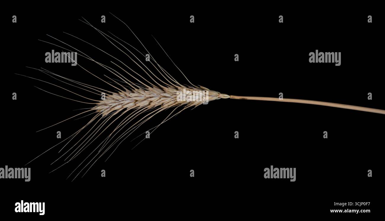 Un spikelet di frumento mostra dettagli raffinati di grani e tende da sole, catturati su uno sfondo nero sorprendente, evidenziando gli elementi agricoli. Foto Stock