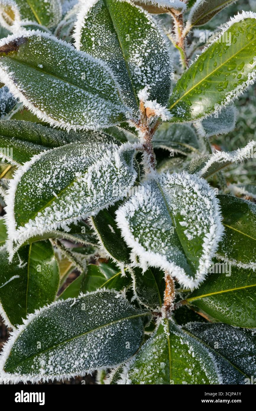 Magnolia grandiflora 24 sotto, magnolia 24 sotto, magnolia 24 sotto, verde scuro ghiacciato, foglie lucide a metà inverno Foto Stock