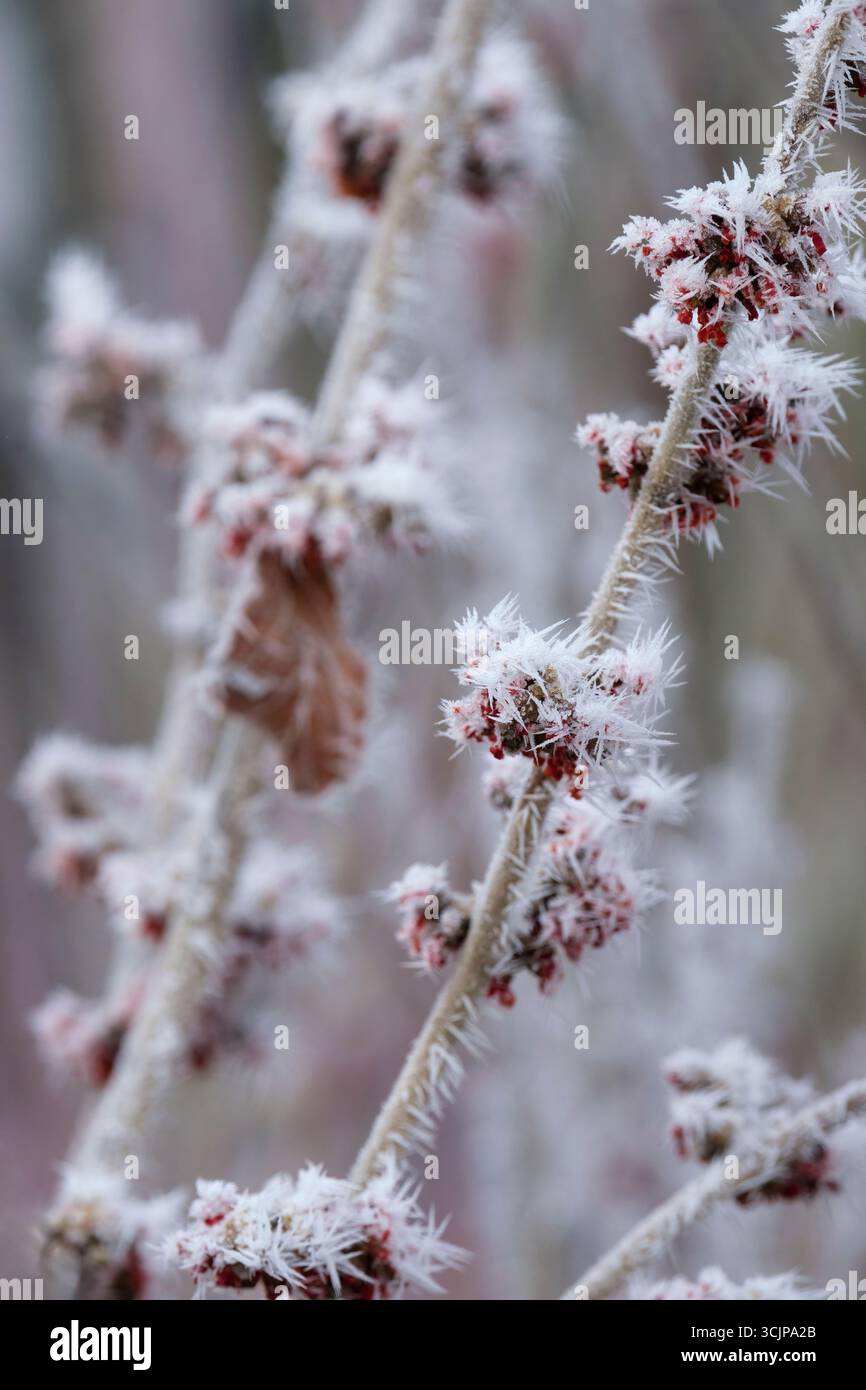 Salix gracilistyla Mount Aso, Willow Mount Aso, Salix chaenomeloides Mount Aso, gatti rosa ricoperti di ghiaccio/gelo, a metà inverno Foto Stock
