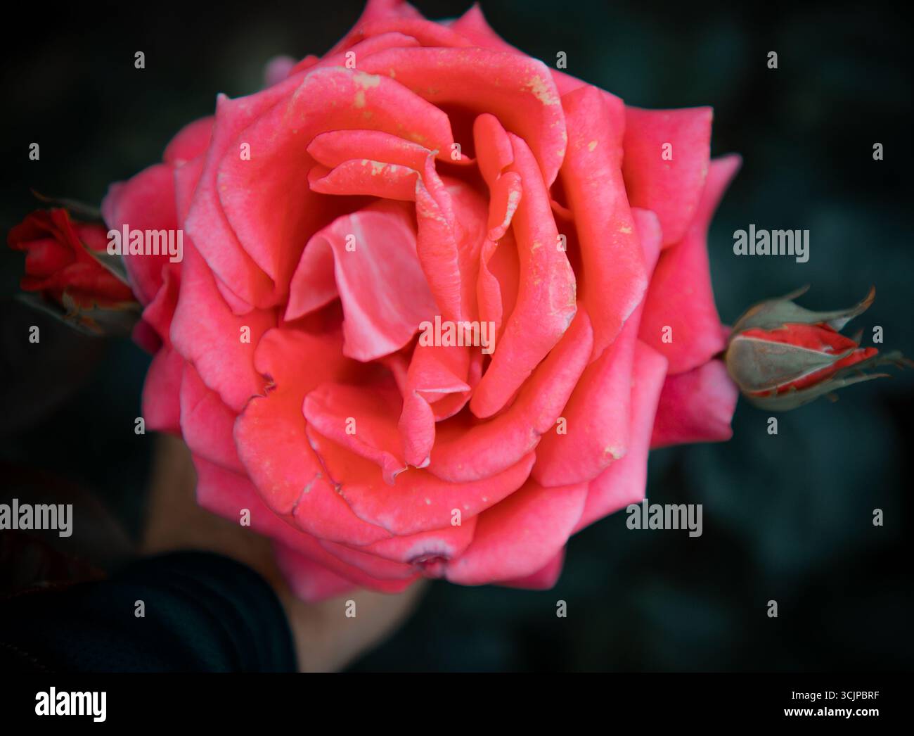 La bellissima rosa Flowers "All My Loving" su sfondo verde, è una rosa ibrida da da tè nota per le sue grandi, profonde sfumature di rosa cerise, le doppie fioriture e Foto Stock