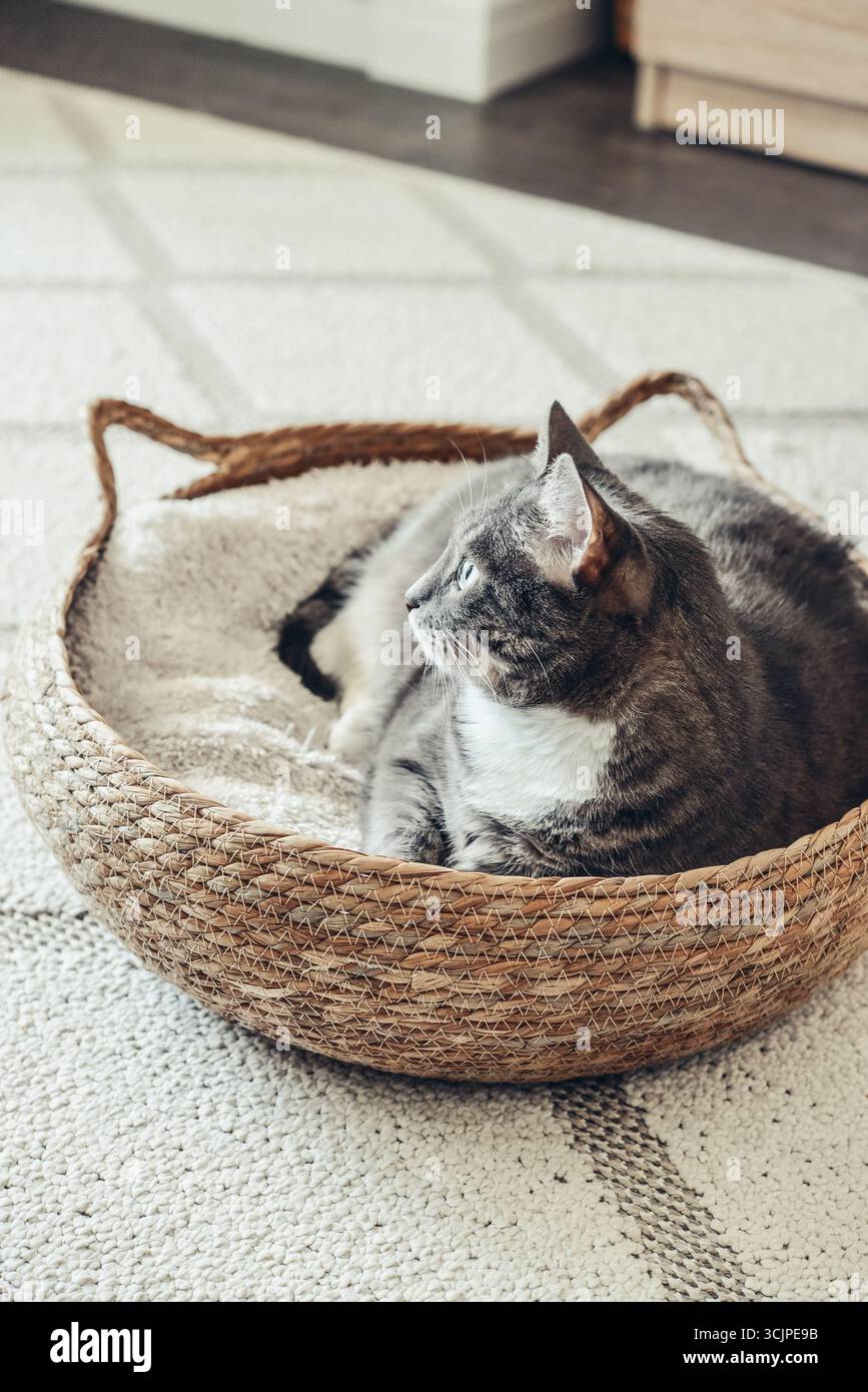 Grazioso gatto grigio laing nel suo morbido e accogliente letto rotondo in tessuto su un tappeto chiaro Foto Stock