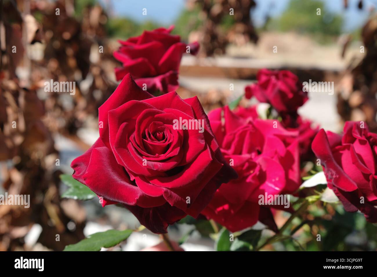 Rose rosse romantiche - composizione floreale macro Foto Stock
