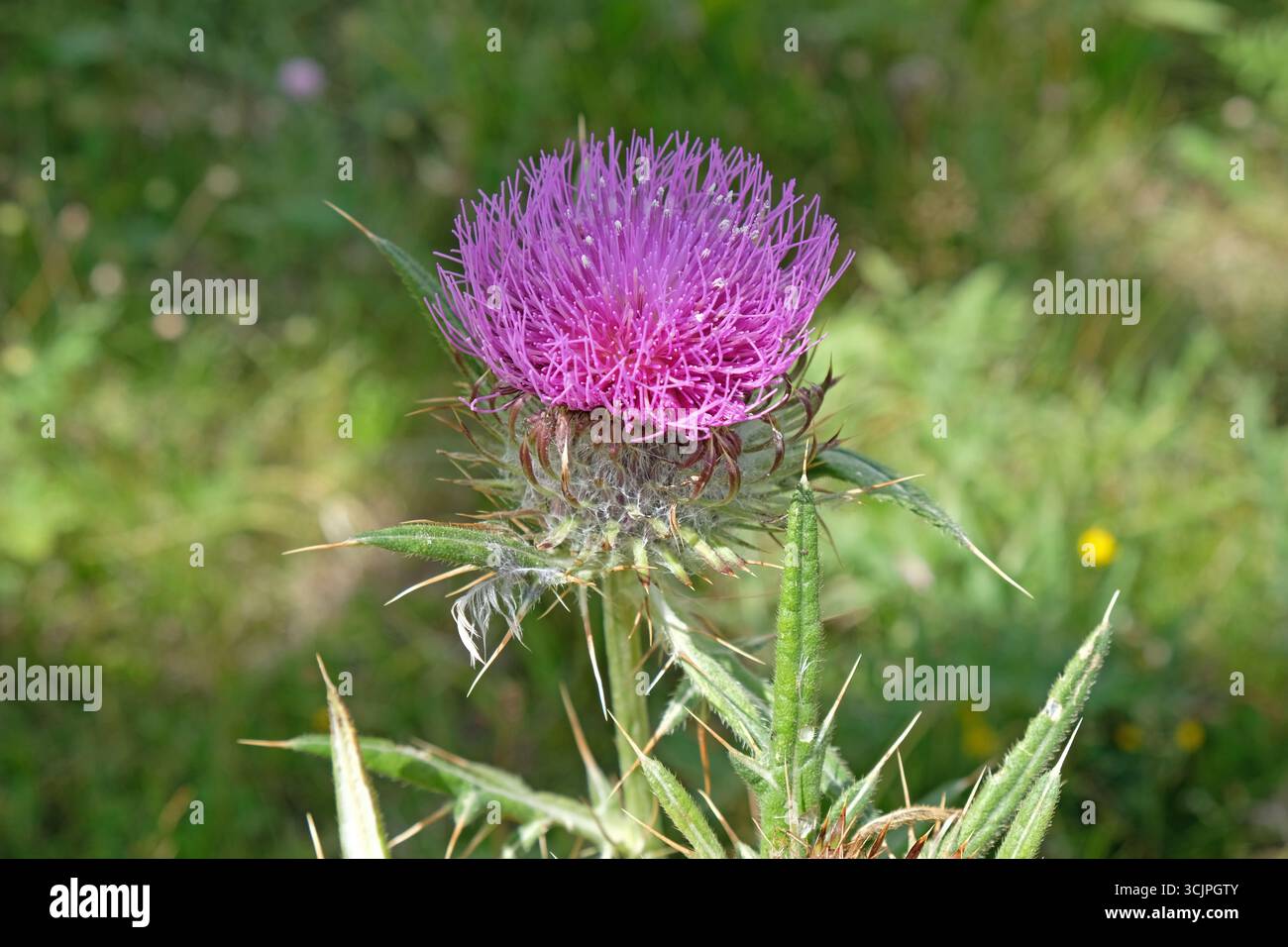 Foto macro dettagliata di un fiore di cardo in natura Foto Stock