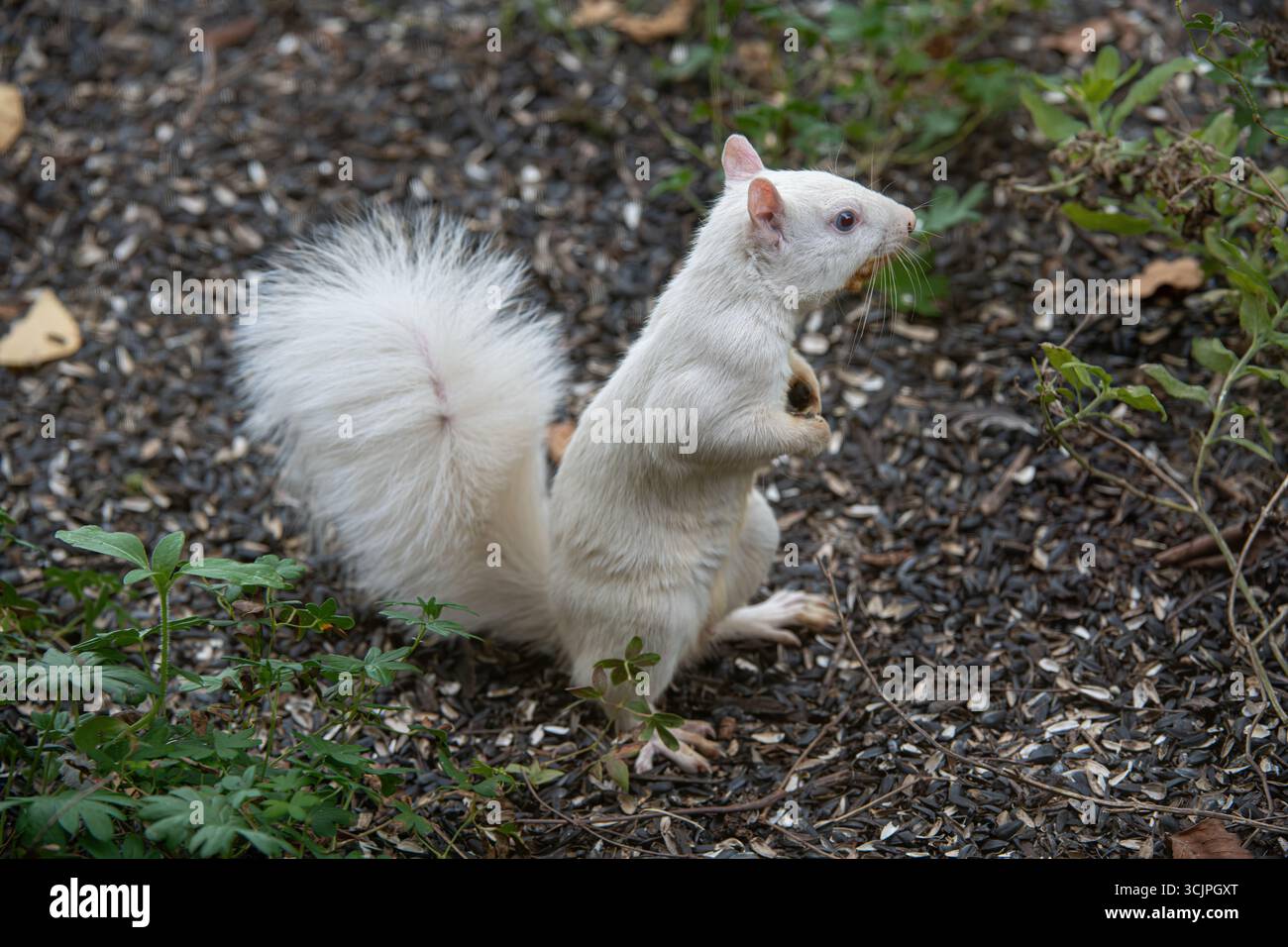 Scoiattolo albino in cerca di semi per terra Foto Stock
