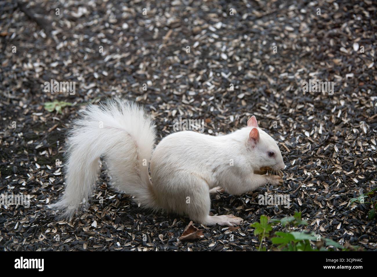 Scoiattolo albino in cerca di semi per terra Foto Stock