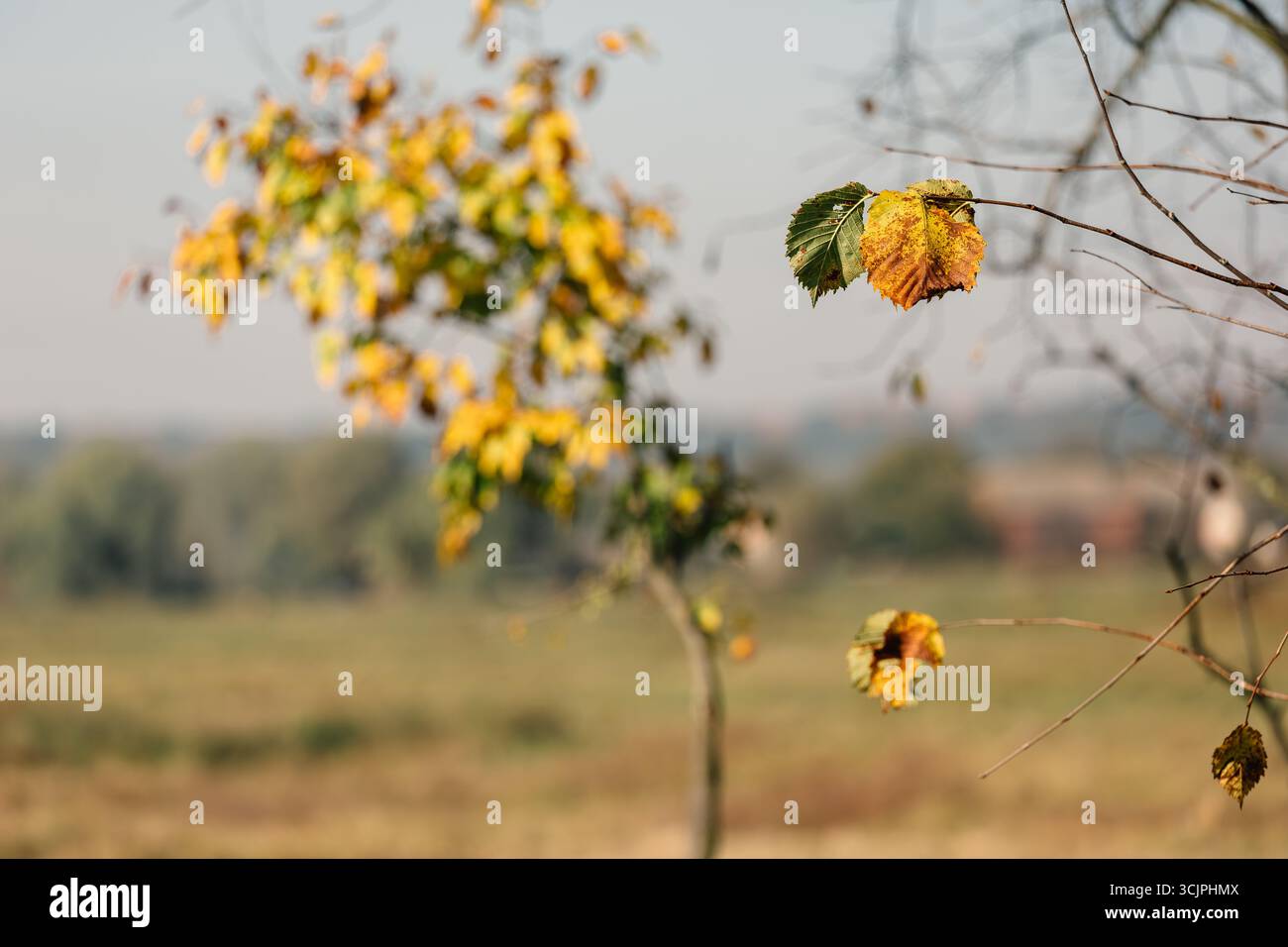Primo piano di foglie autunnali che diventano gialle e marroni sui rami degli alberi, con un paesaggio rurale sfocato sullo sfondo, che simboleggia il cambiamento stagionale. Foto Stock