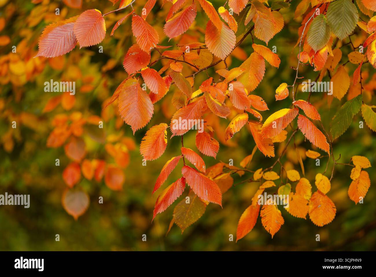 Primo piano di rami di alberi autunnali con foglie colorate in calde tonalità di arancio, rosso e giallo, catturando la bellezza del fogliame autunnale. Foto Stock