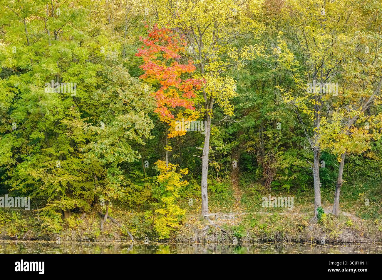 Un vibrante albero autunnale con foglie rosse, arancioni e gialle spicca contro il verde della foresta lungo un tranquillo lungofiume. Foto Stock
