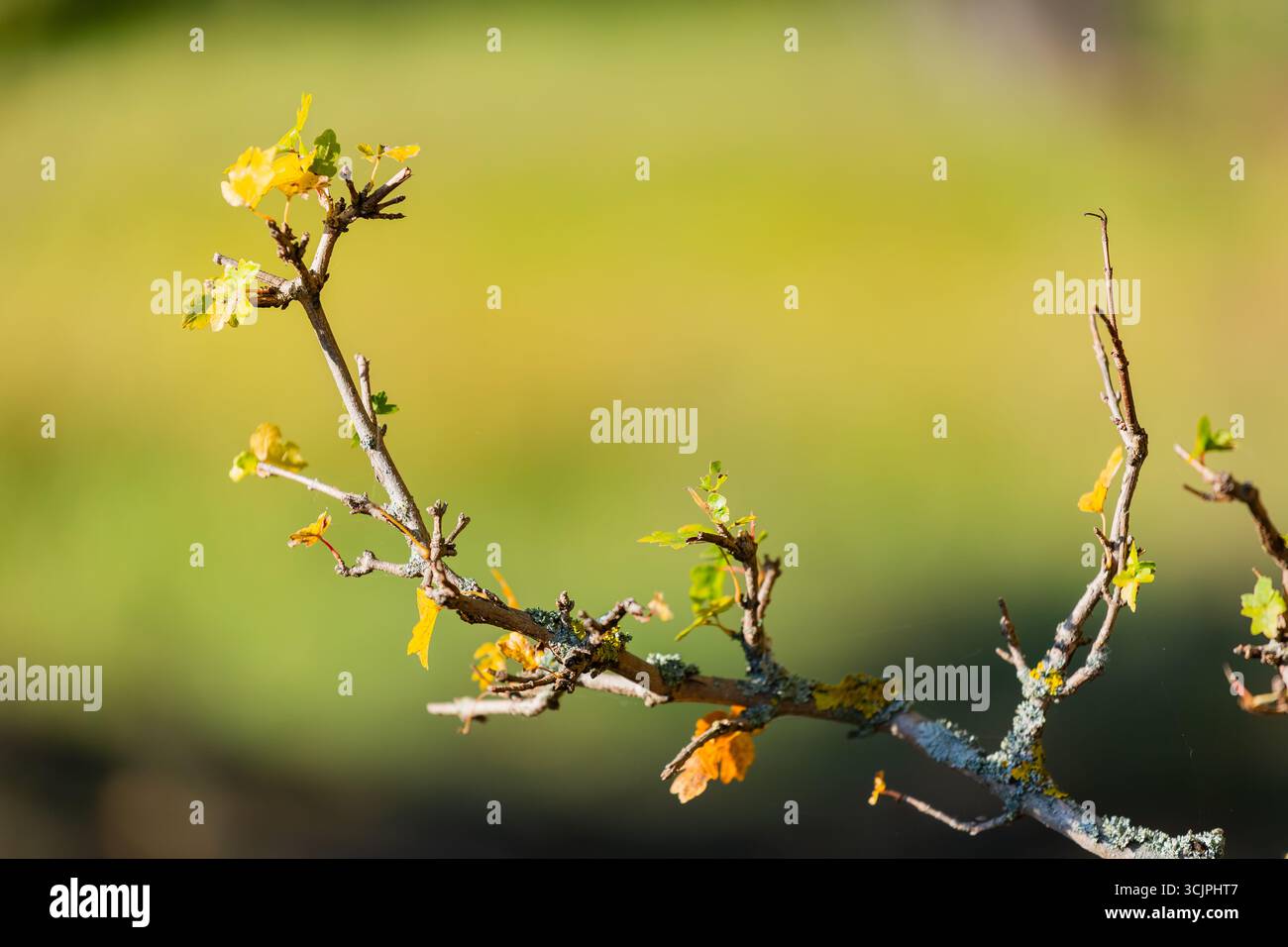 Un dettaglio dettagliato di un ramo d'albero con foglie d'autunno ingiallibili e piccoli germogli verdi su un morbido sfondo naturale sfocato. Foto Stock