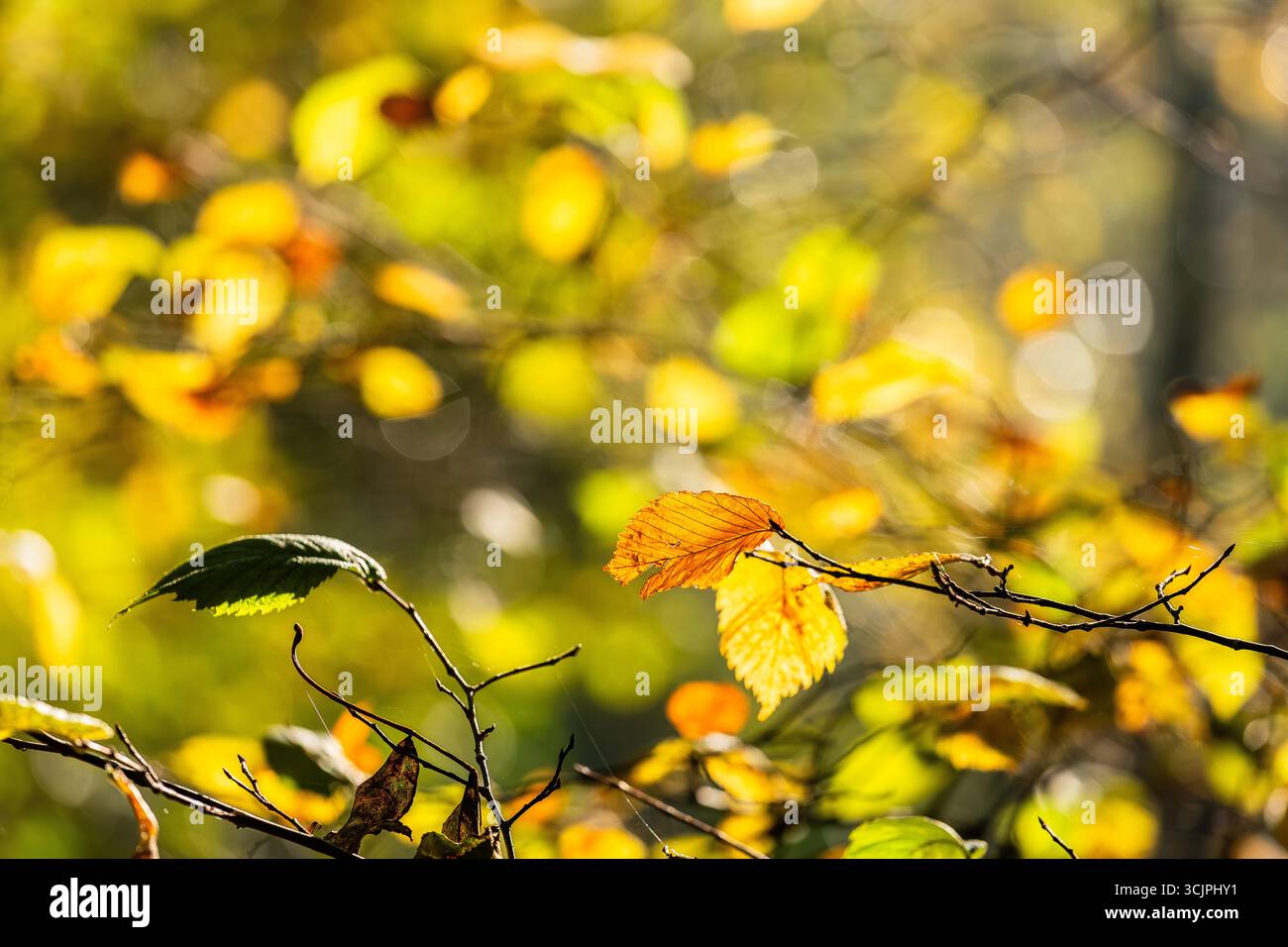 Le foglie d'autunno dorate sui rami degli alberi brillano alla luce calda del sole con un morbido sfondo bokeh sfocato, creando un'atmosfera stagionale tranquilla. Foto Stock