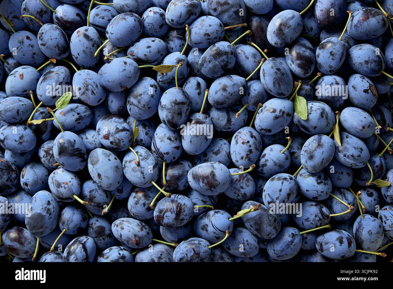 Prugne fresche biologiche e mature, primo piano Foto Stock
