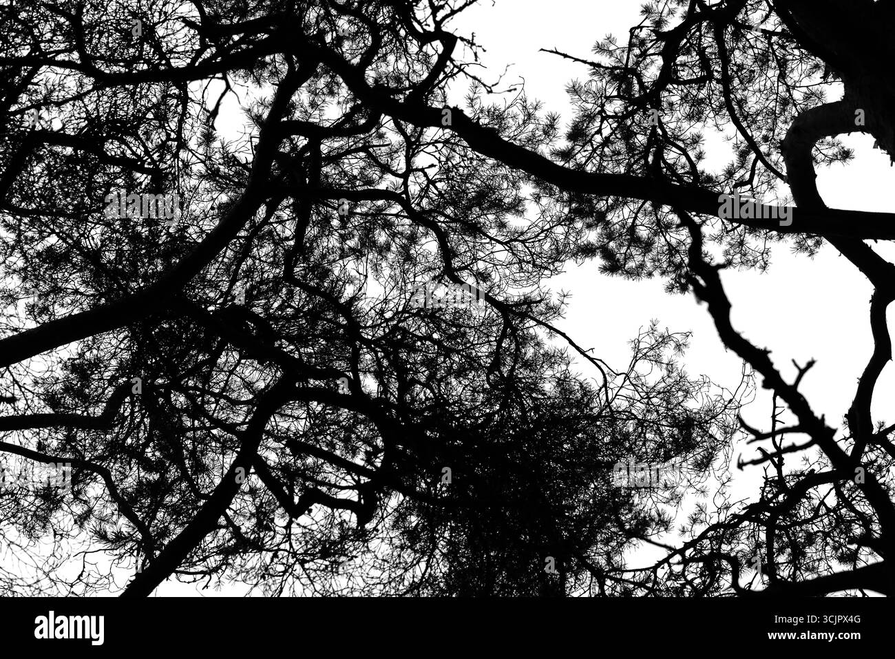 Una vista dettagliata dei rami intrecciati di pini sagomati contro un cielo chiaro. Rappresentazione artistica di motivi naturali e forme astratte, creando Foto Stock