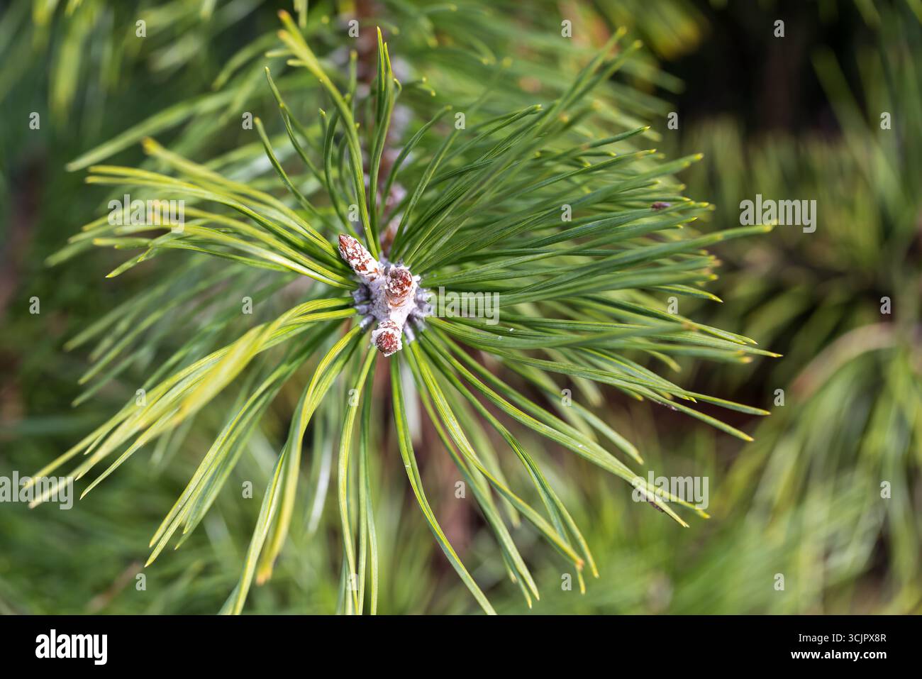 Immagine dettagliata che mostra i vibranti aghi verdi di un pino, concentrata da vicino nella luce naturale all'aperto. Perfetta rappresentazione della flora forestale A. Foto Stock