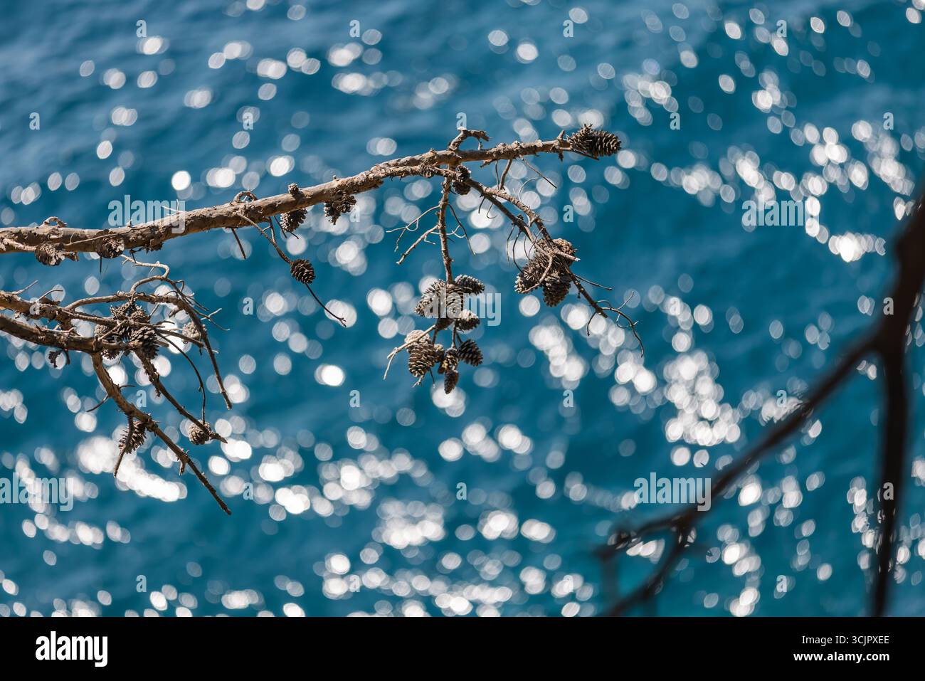Un ramo asciutto adornato di pinne viene catturato bruscamente contro un mare azzurro e sfocato, che mette in mostra la natura selvaggia e la bellezza dell'estate Foto Stock