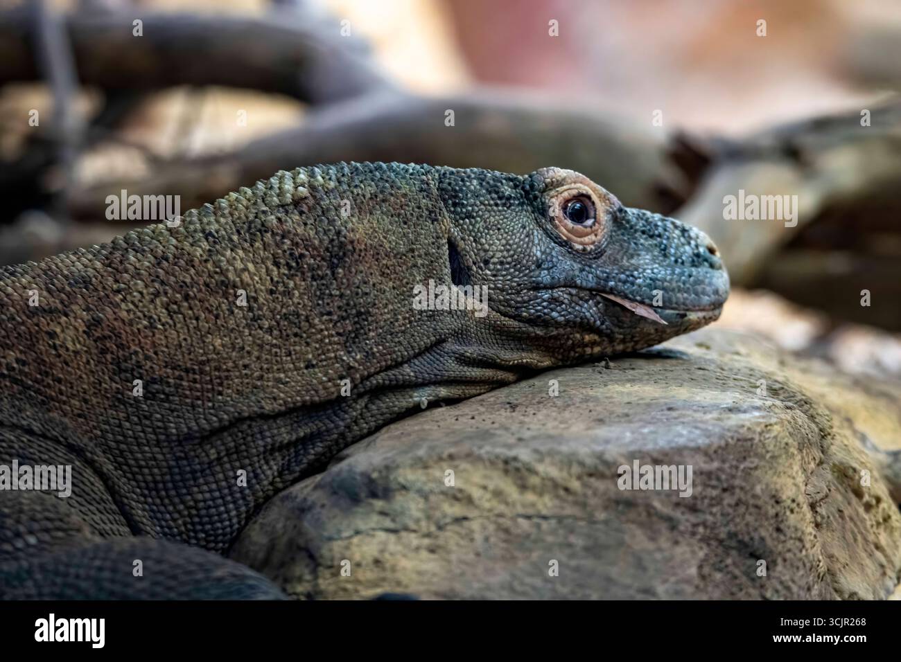 Il drago di Komodo (Varanus komodoensis), noto anche come Komodo monitor, un grande rettile della famiglia delle lucertole dei varanidae. Foto Stock