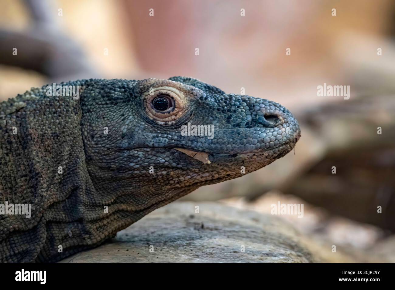 Il drago di Komodo (Varanus komodoensis), noto anche come Komodo monitor, un grande rettile della famiglia delle lucertole dei varanidae. Foto Stock
