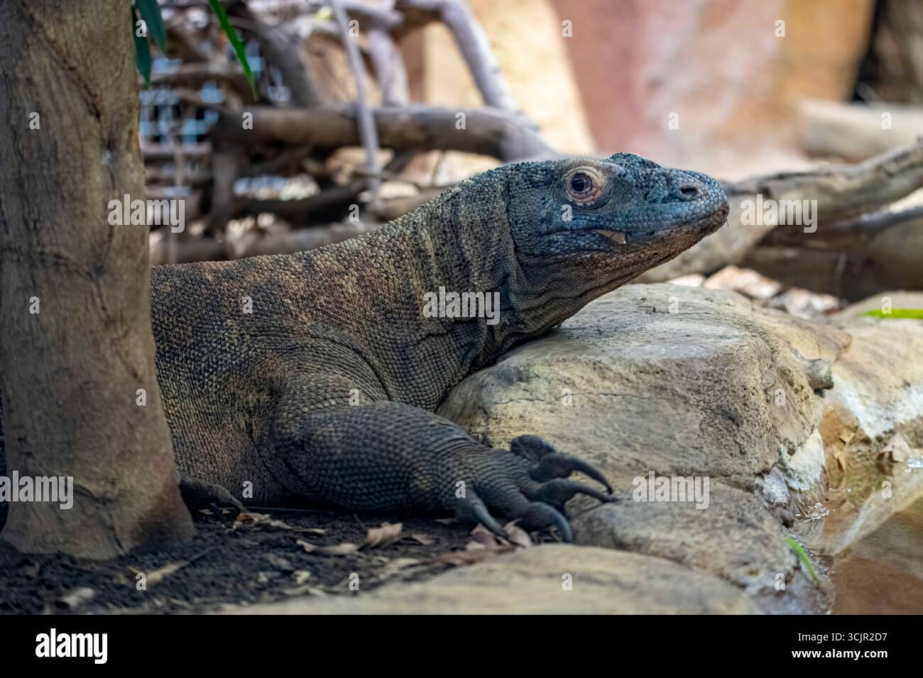 Il drago di Komodo (Varanus komodoensis), noto anche come Komodo monitor, un grande rettile della famiglia delle lucertole dei varanidae. Foto Stock