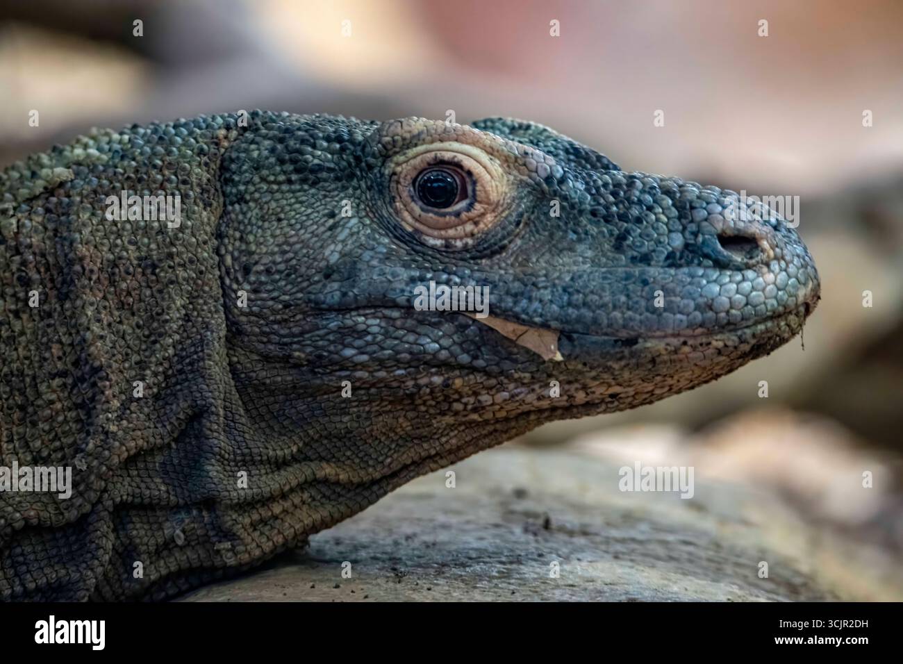Il drago di Komodo (Varanus komodoensis), noto anche come Komodo monitor, un grande rettile della famiglia delle lucertole dei varanidae. Foto Stock