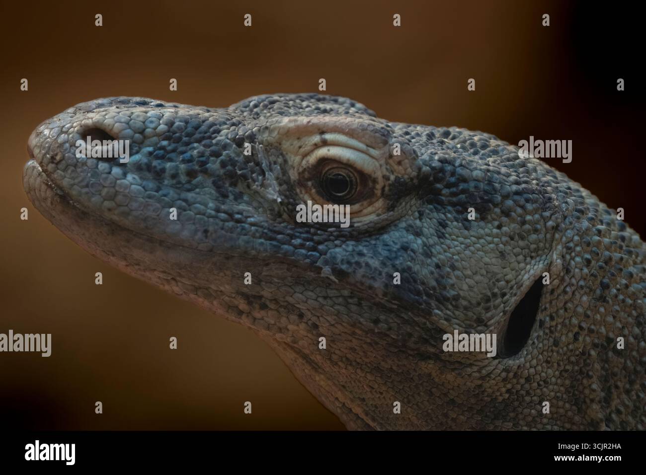 Il drago di Komodo (Varanus komodoensis), noto anche come Komodo monitor, un grande rettile della famiglia delle lucertole dei varanidae. Foto Stock