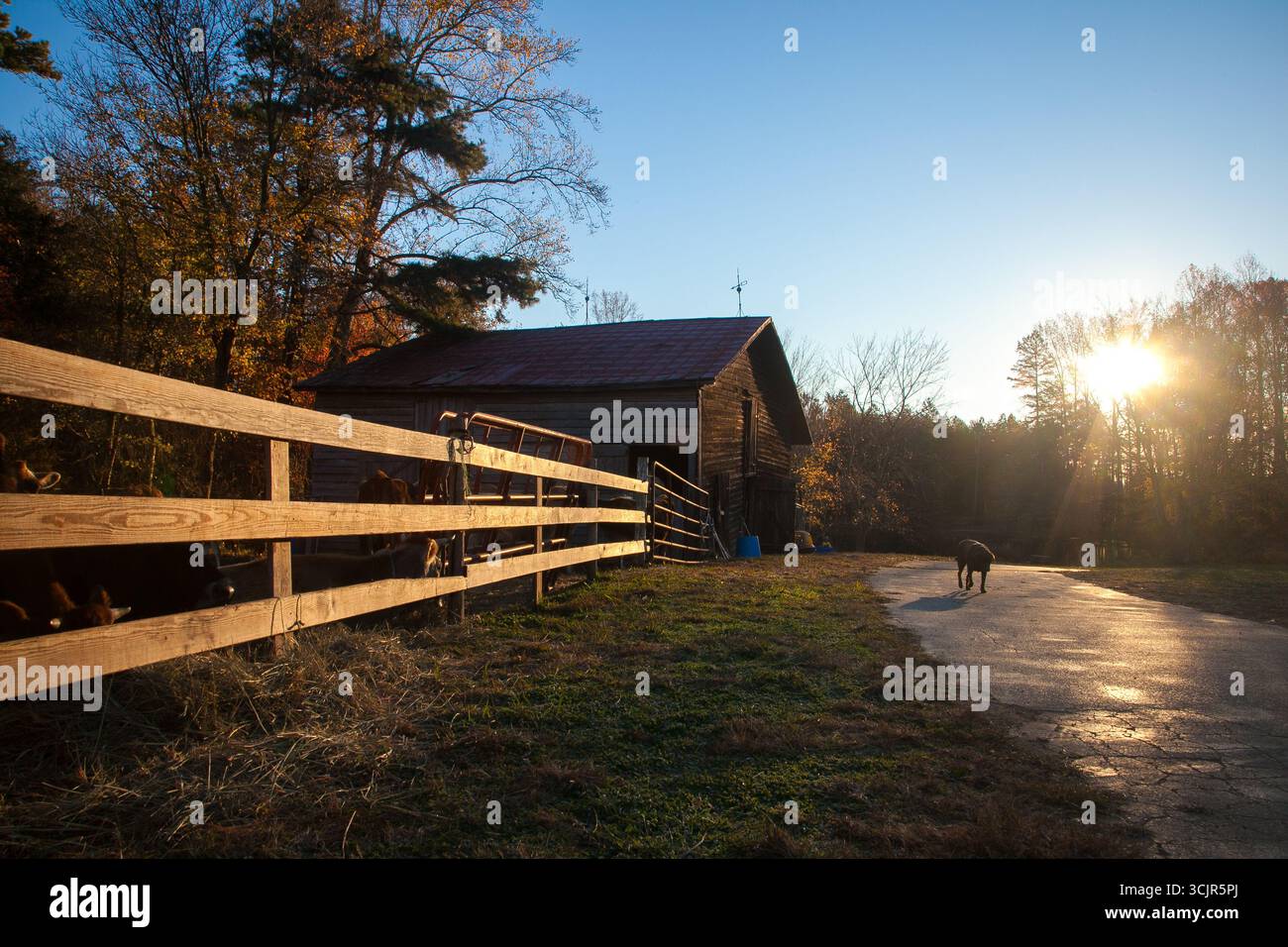 Uso delle linee principali all'ora d'oro con fienile e recinzione come soggetto Foto Stock