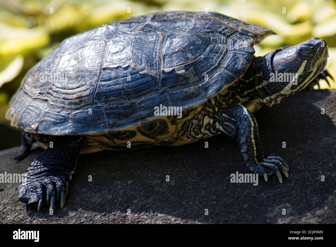 Il cursore dalle orecchie rosse o Terrapina dalle orecchie rosse (Trachemys scripta elegans) è una sottospecie del cursore dello stagno (Trachemys scripta). Foto Stock