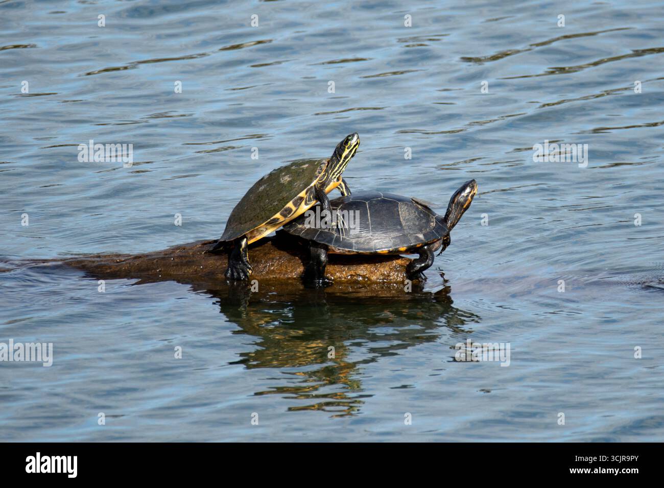 Il Slider panciuto giallo (Trachemys scripta scripta), una sottospecie del Pond Slider (Trachemys scripta). Foto Stock
