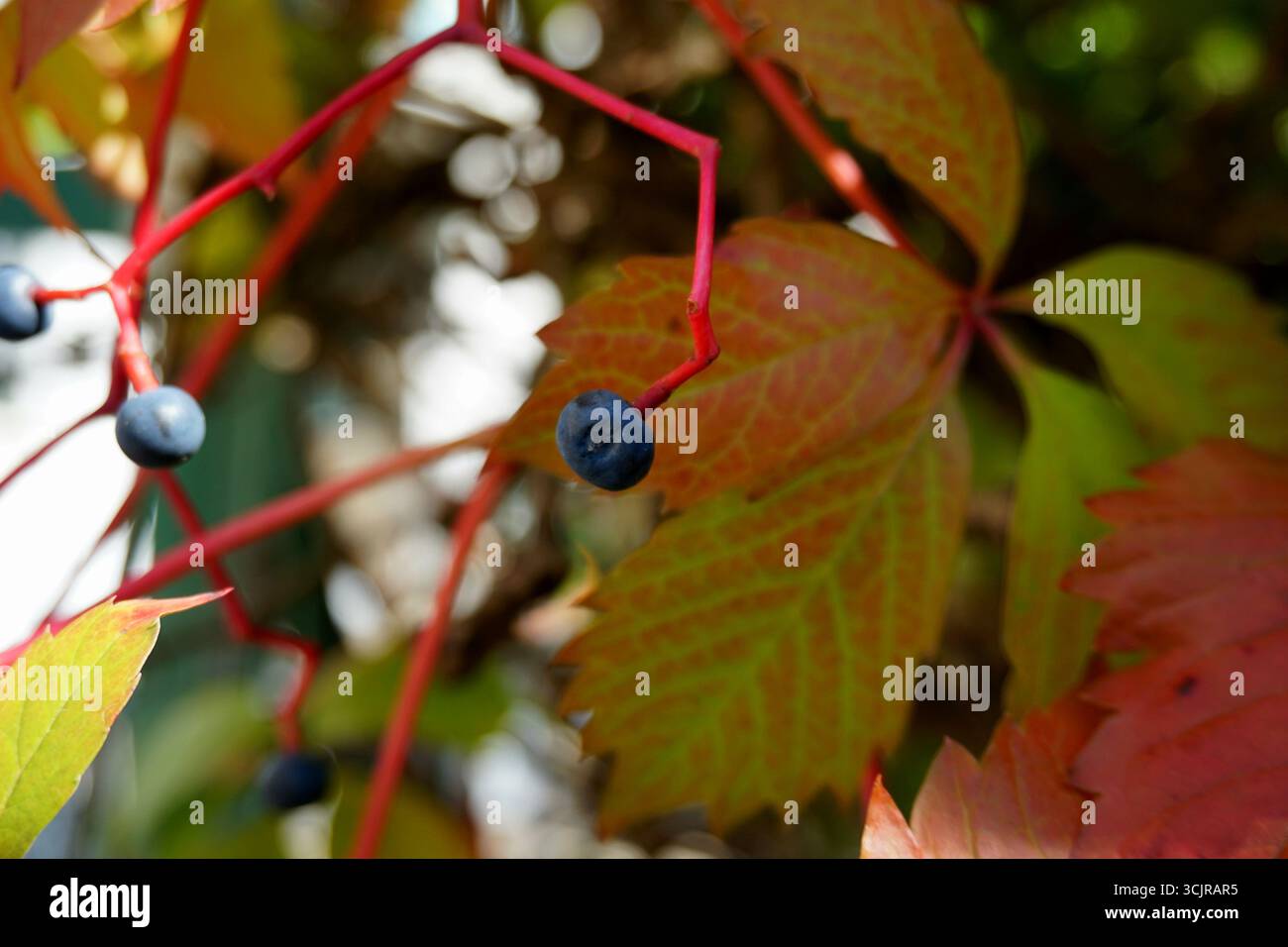 Prima vista di bacche blu che crescono sull'edera della Virginia (Parthenocissus quinquefolia) circondate da foglie autunnali colorate e steli rossi. Foto Stock