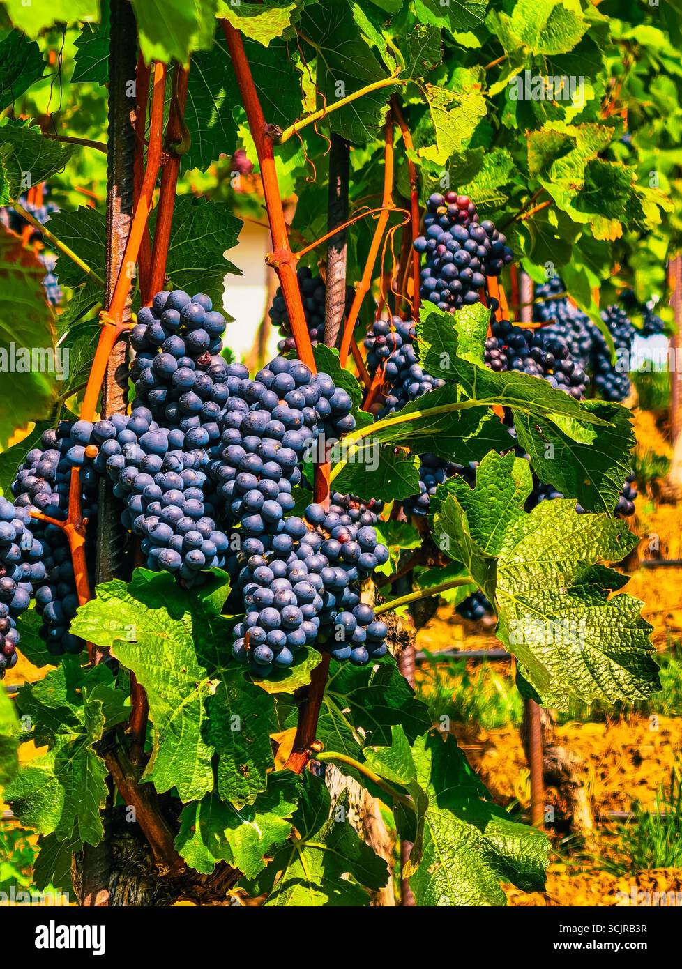 Uva blu raggruppata in un bellissimo vigneto - Fotografia naturalistica mozzafiato per temi della regione vinicola, marketing agricolo, contenuti all'aperto e promozioni turistiche culinarie Foto Stock
