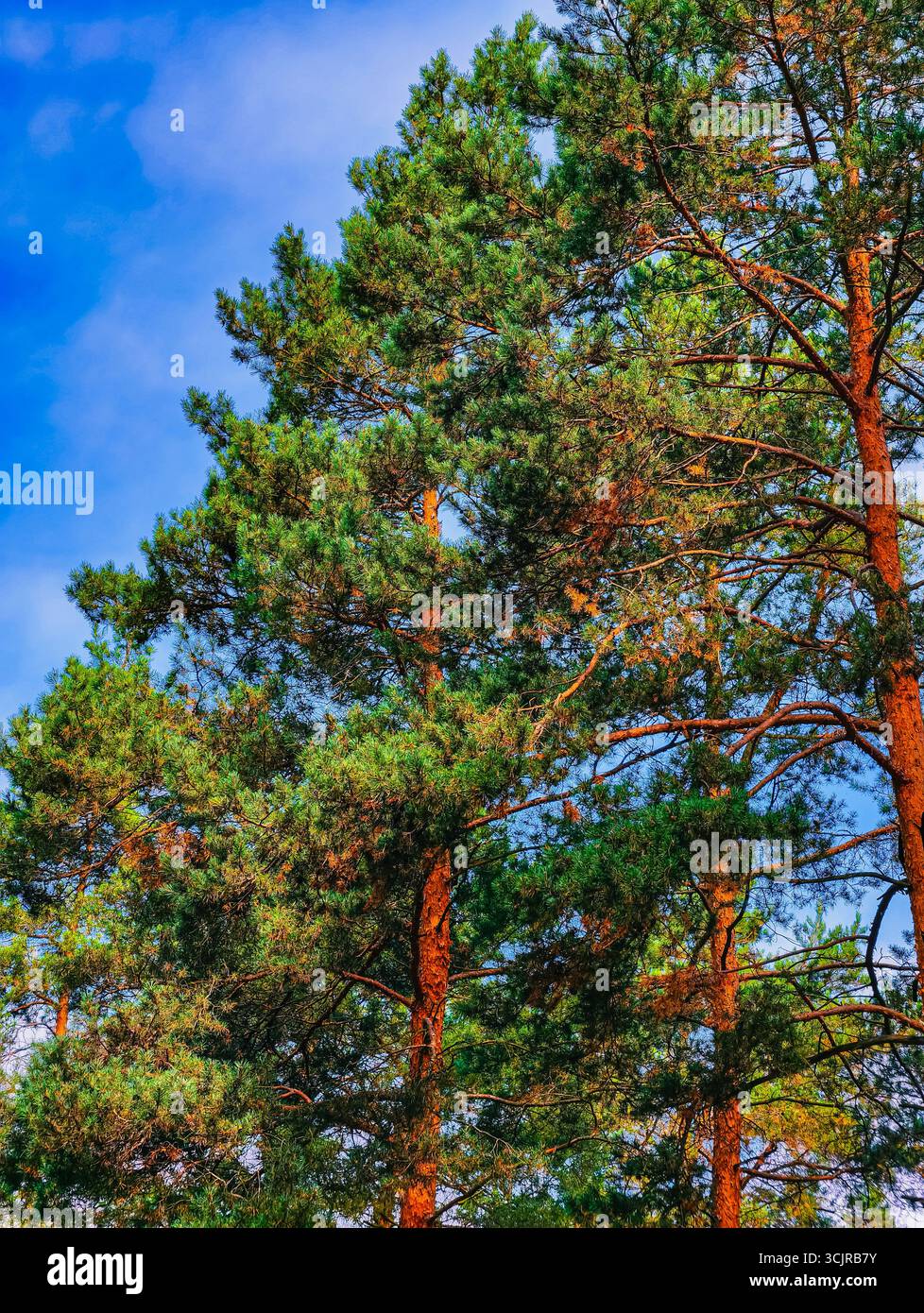 Paesaggio della foresta di pini - tranquillo paesaggio boschivo con alberi torreggianti, ideale per fotografia naturalistica, design ecologico, avventure all'aperto, sfondi desktop e contenuti di marketing creativi Foto Stock
