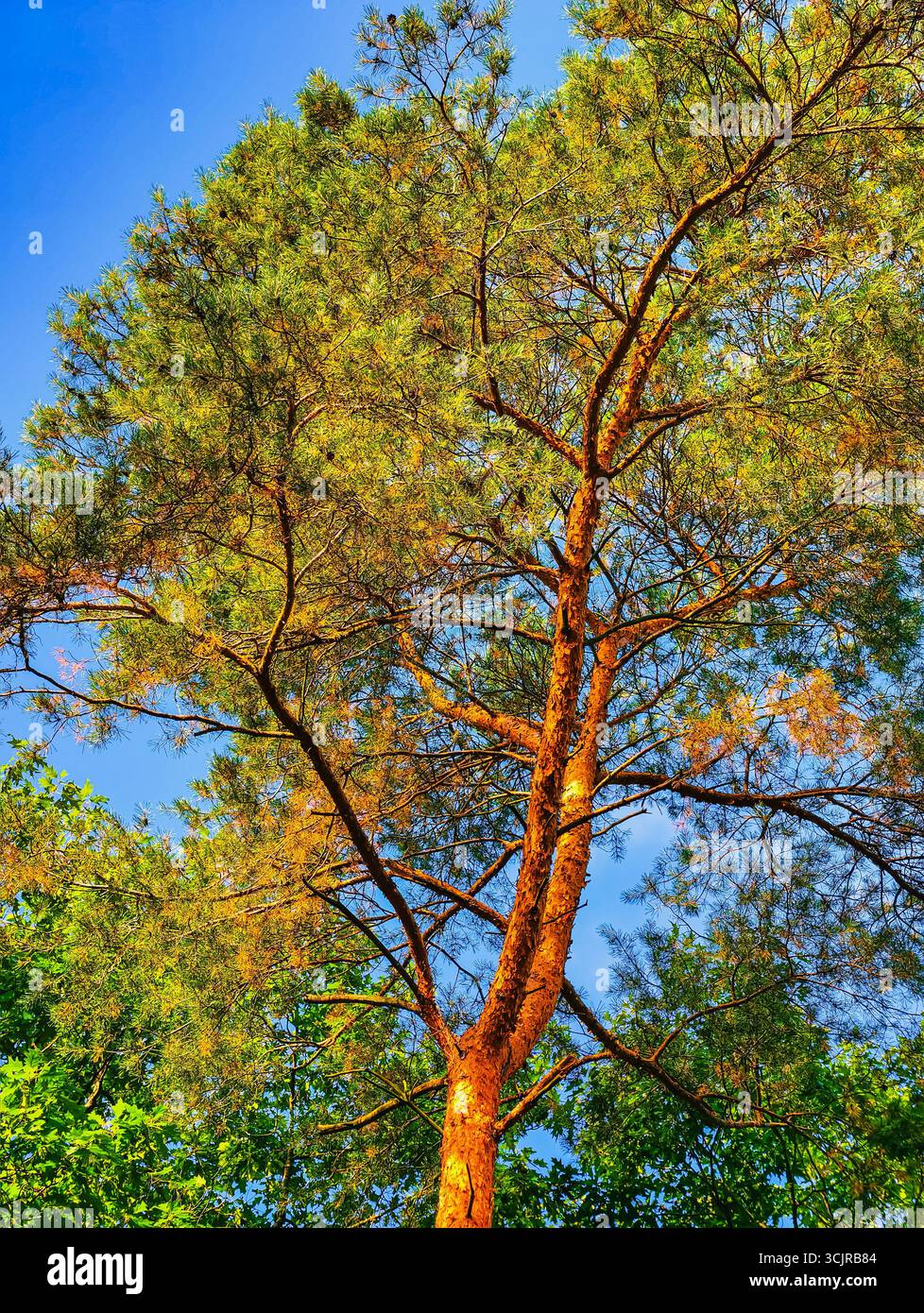 Paesaggio maestoso della foresta di pini - tranquillo paesaggio boschivo con alberi torreggianti, ideale per la fotografia naturalistica, design ecologico, avventure all'aperto, sfondi desktop. Carta da parati naturale Foto Stock