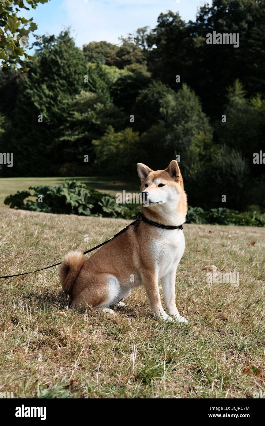 Cane Shiba Inu al guinzaglio seduto con la campagna panoramica del National Trust di Stourhead, Dorset, sullo sfondo. Foto Stock