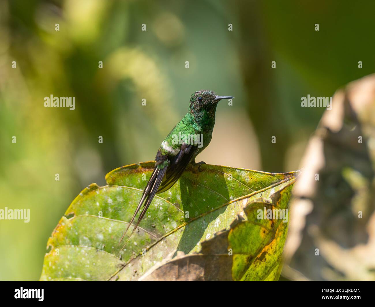 Colibrì coda verde, Discosura conversii, presso i mangiatoie dell'Umbrellabird Lodge, Ecuador Foto Stock